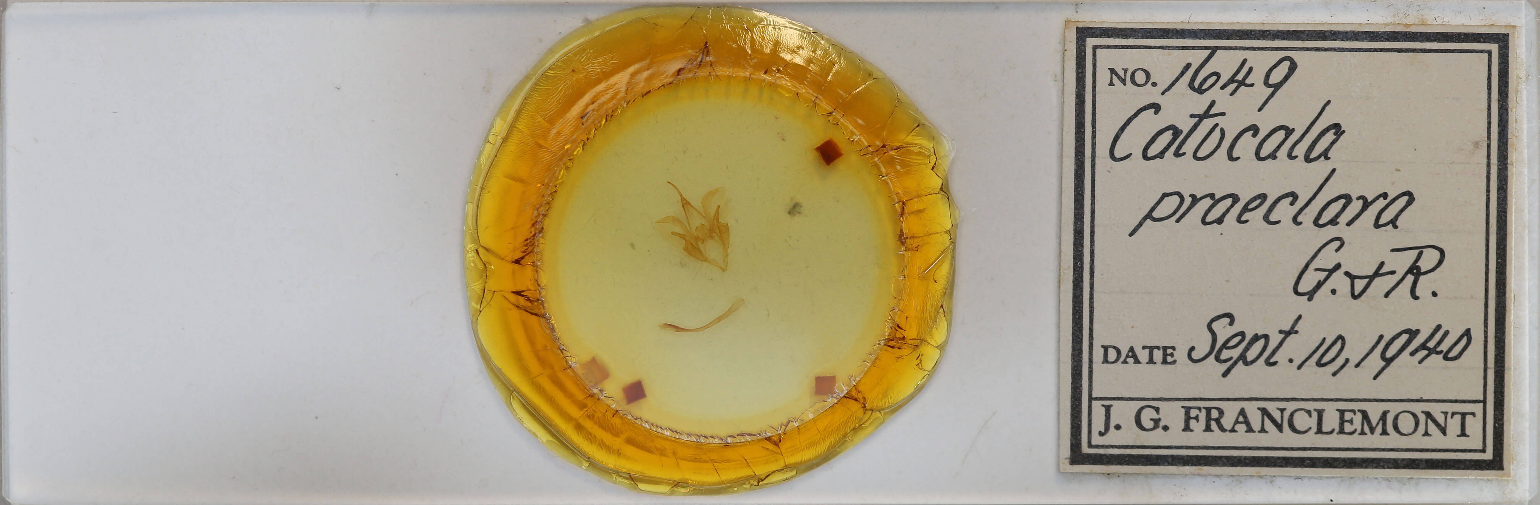 slide view of adult Catocala praeclara