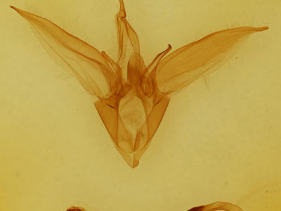 genitalia view of adult Catocala similis