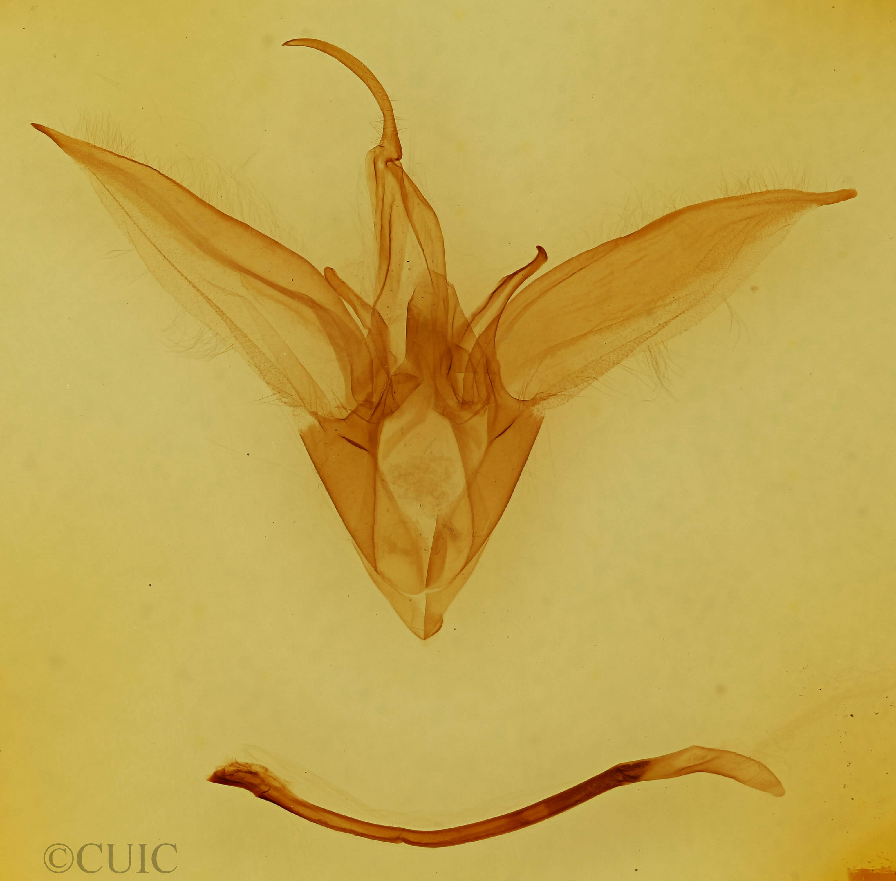 genitalia view of adult Catocala similis