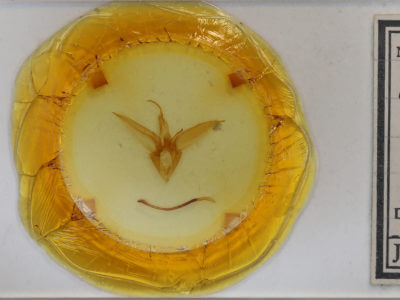 slide view of adult Catocala similis