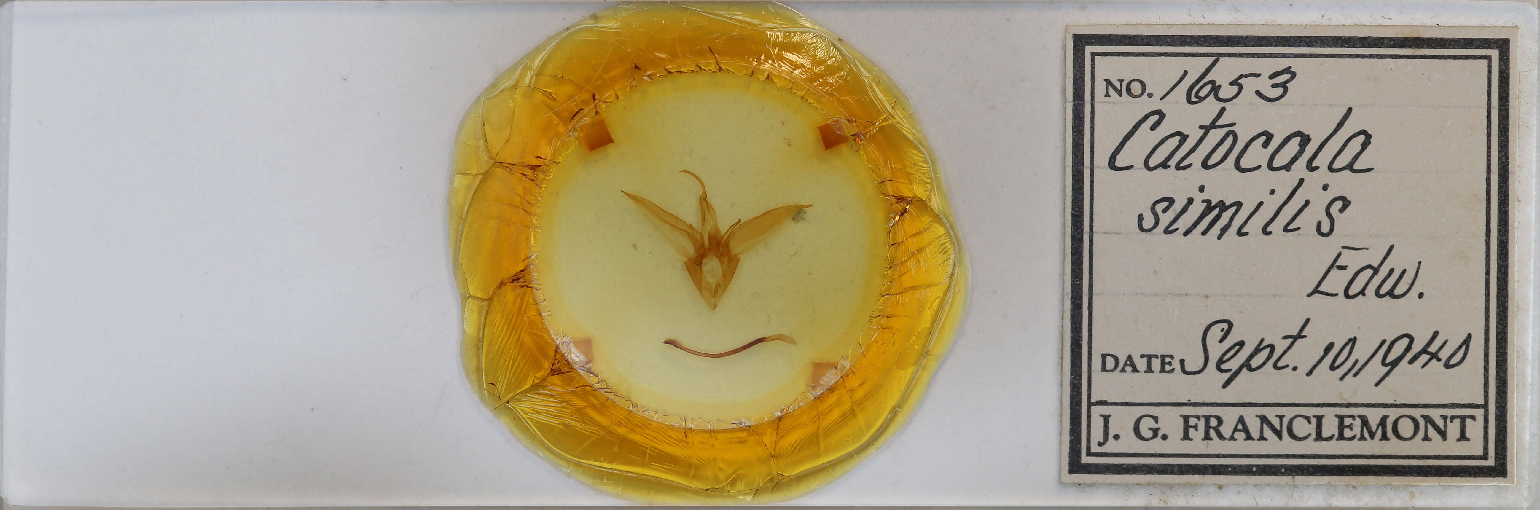 slide view of adult Catocala similis