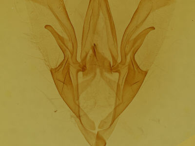 genitalia view of adult Catocala sordida