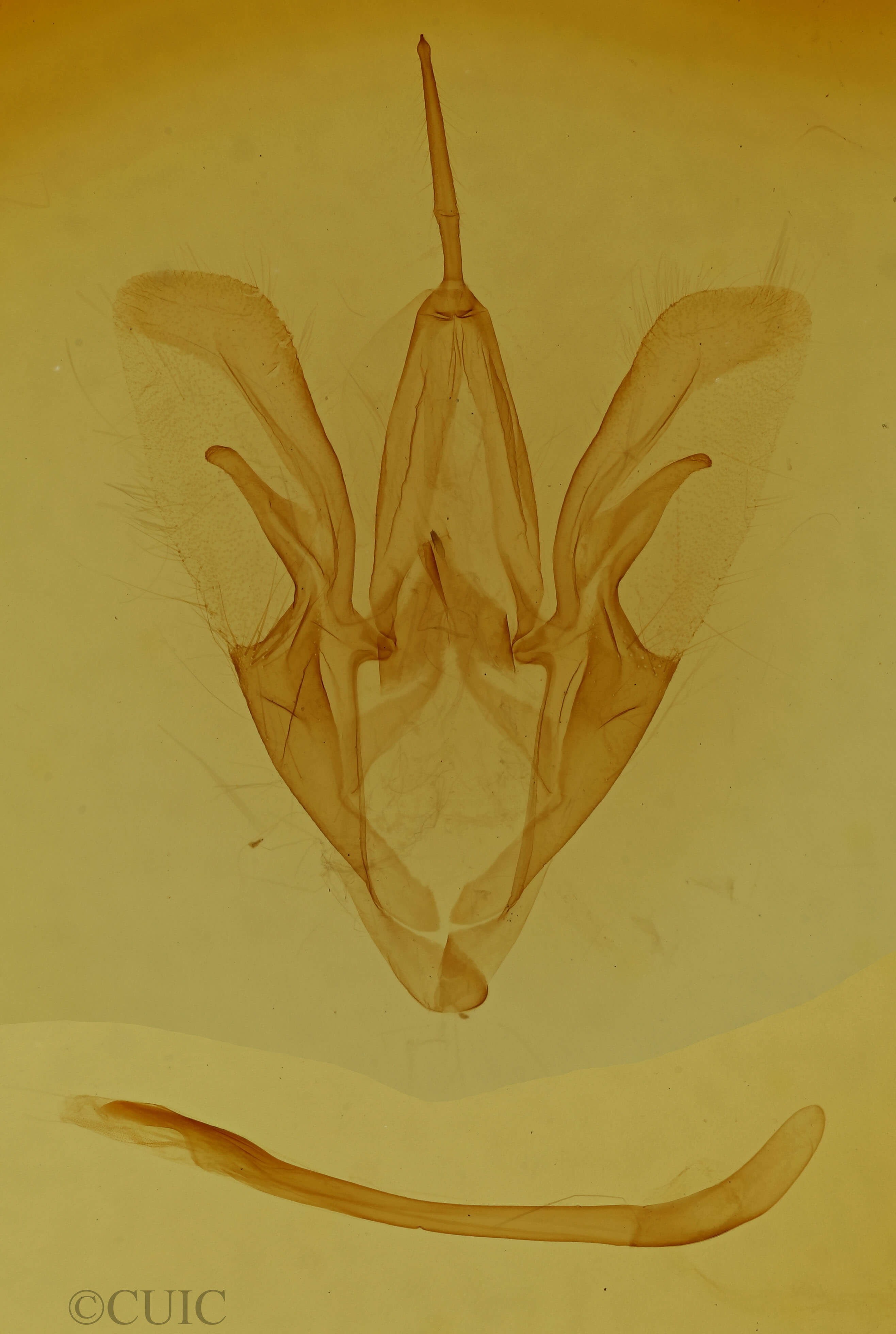 genitalia view of adult Catocala sordida
