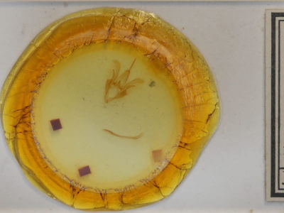 slide view of adult Catocala sordida