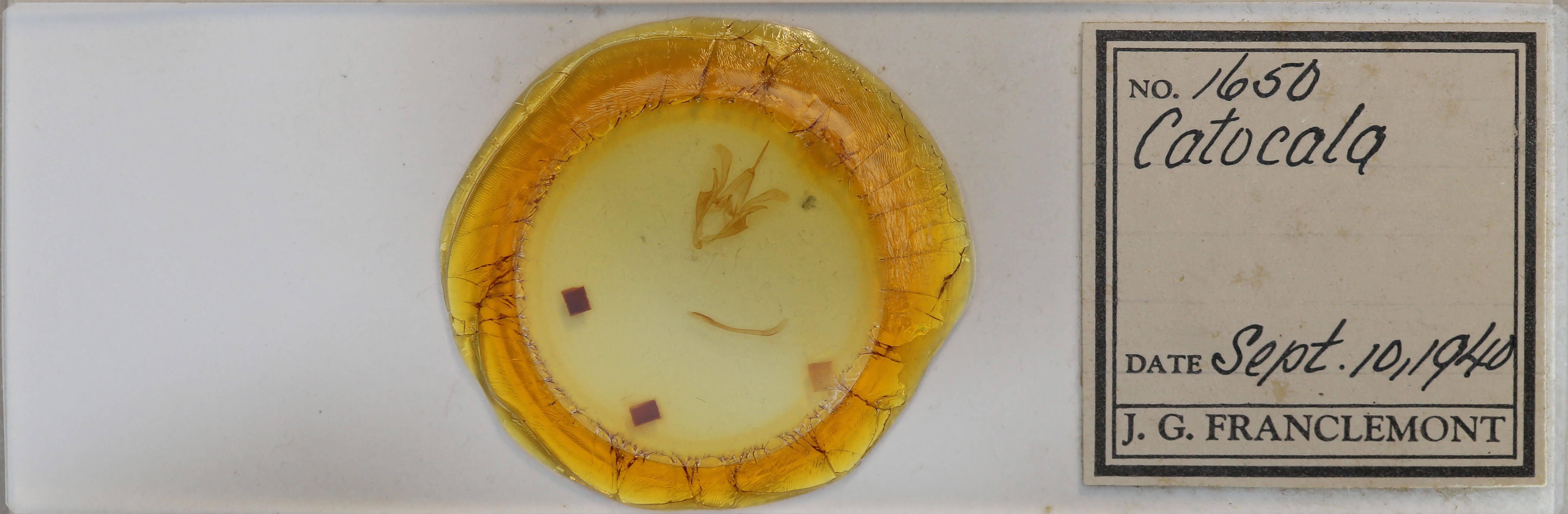 slide view of adult Catocala sordida