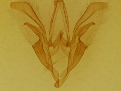 genitalia view of adult Catocala sordida