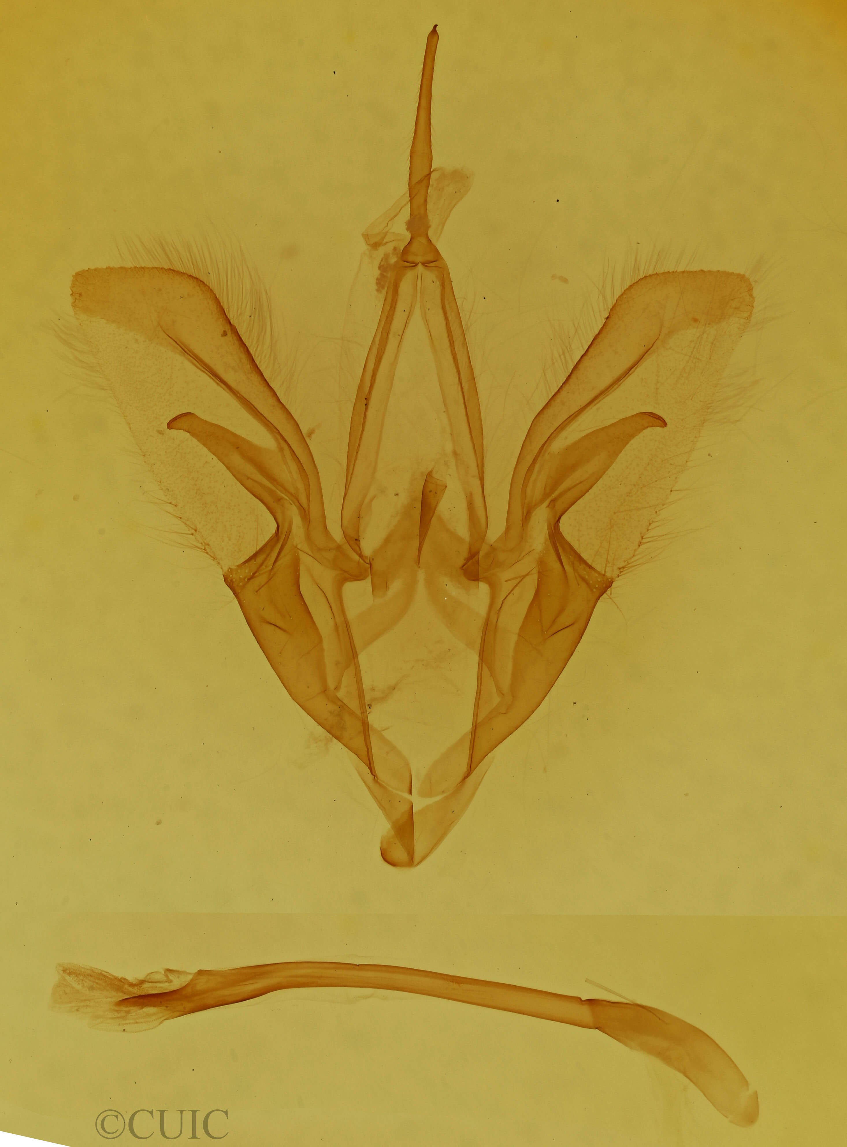genitalia view of adult Catocala sordida