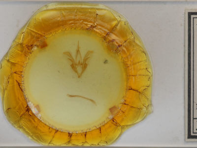 slide view of adult Catocala sordida