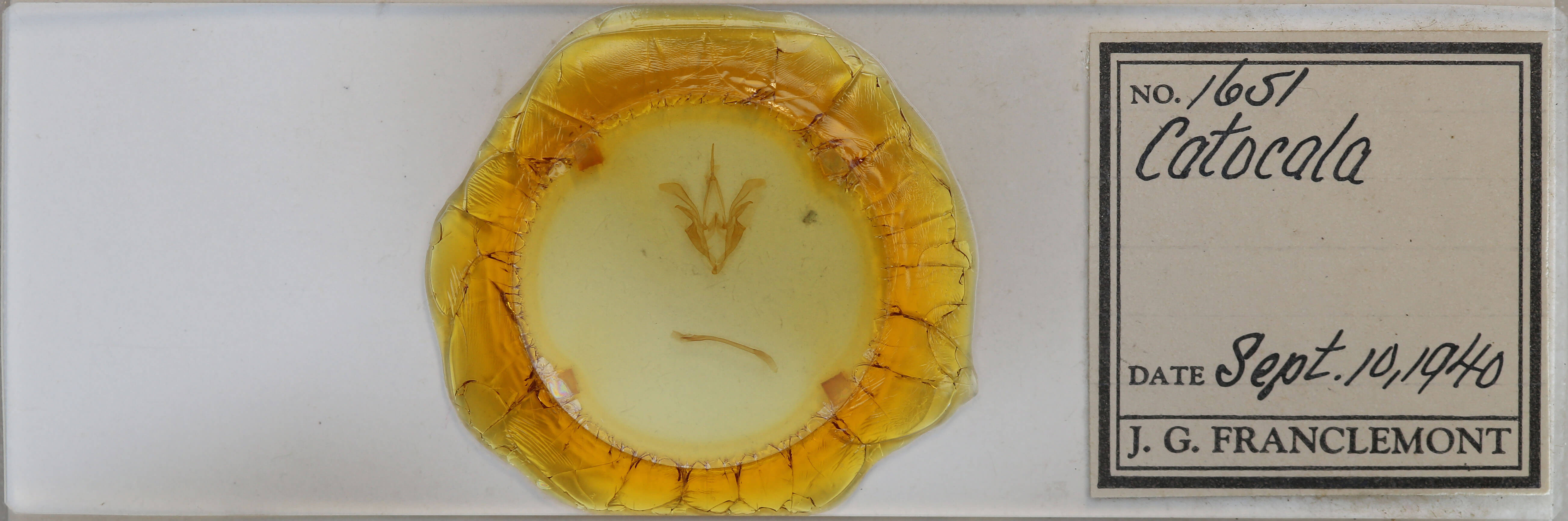 slide view of adult Catocala sordida