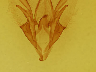 genitalia view of adult Catocala sordida