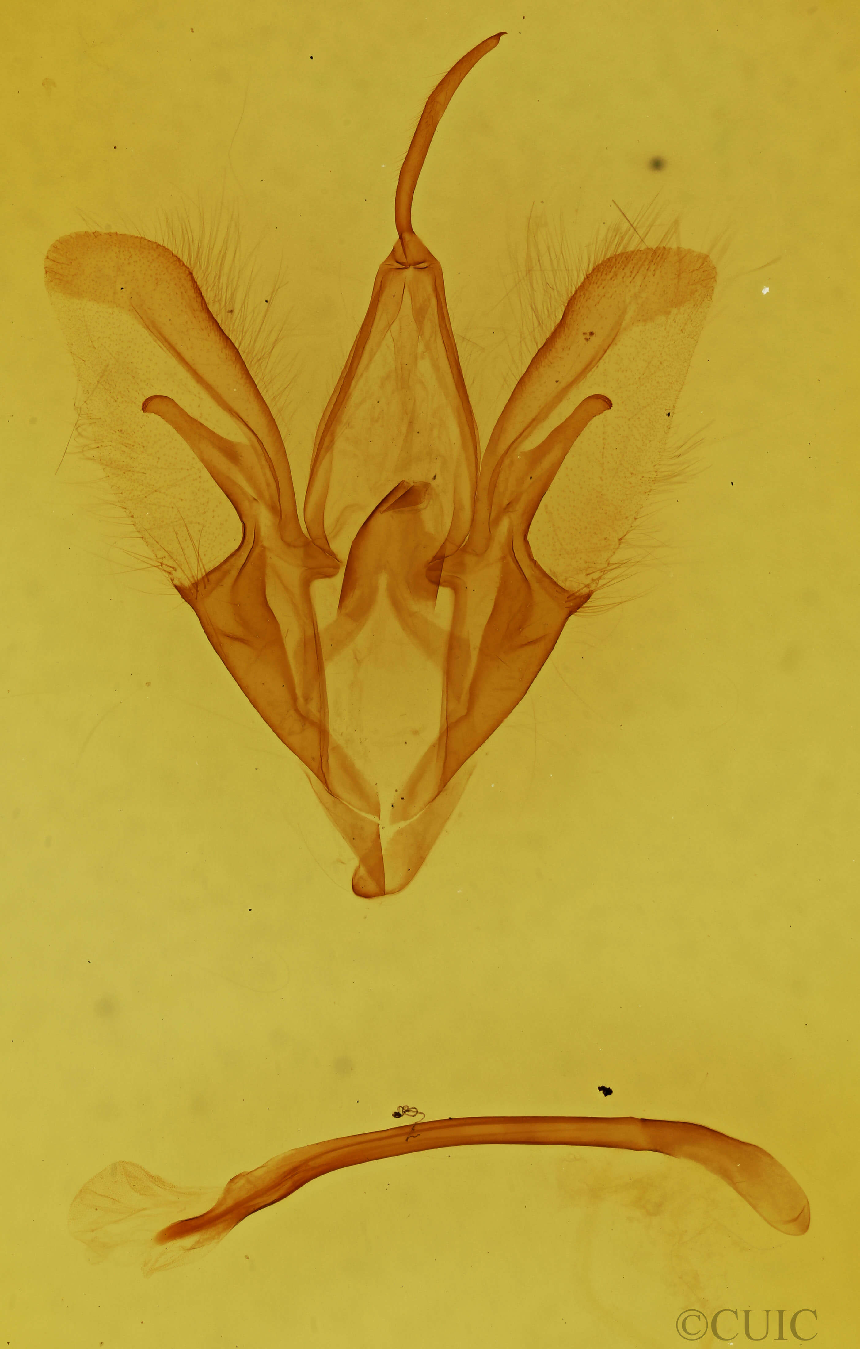 genitalia view of adult Catocala sordida