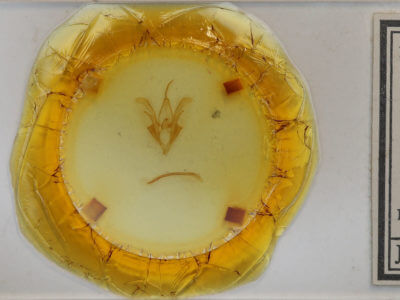 slide view of adult Catocala sordida