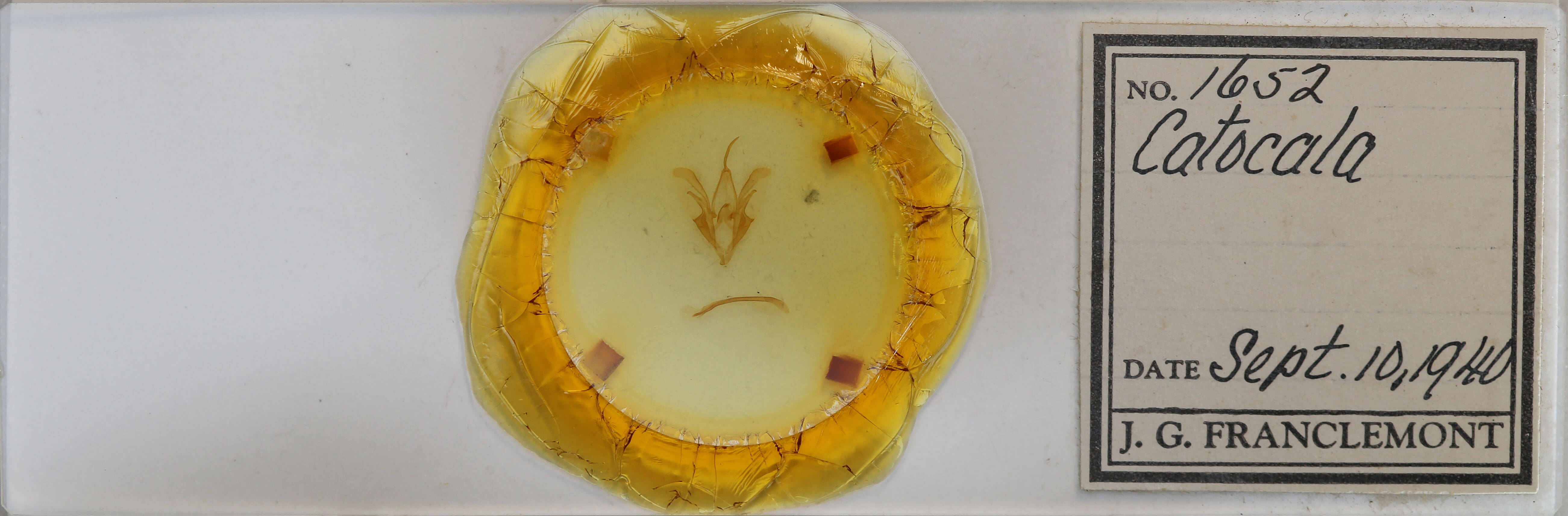 slide view of adult Catocala sordida