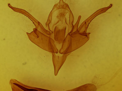 genitalia view of adult Chaetaglaea tremula