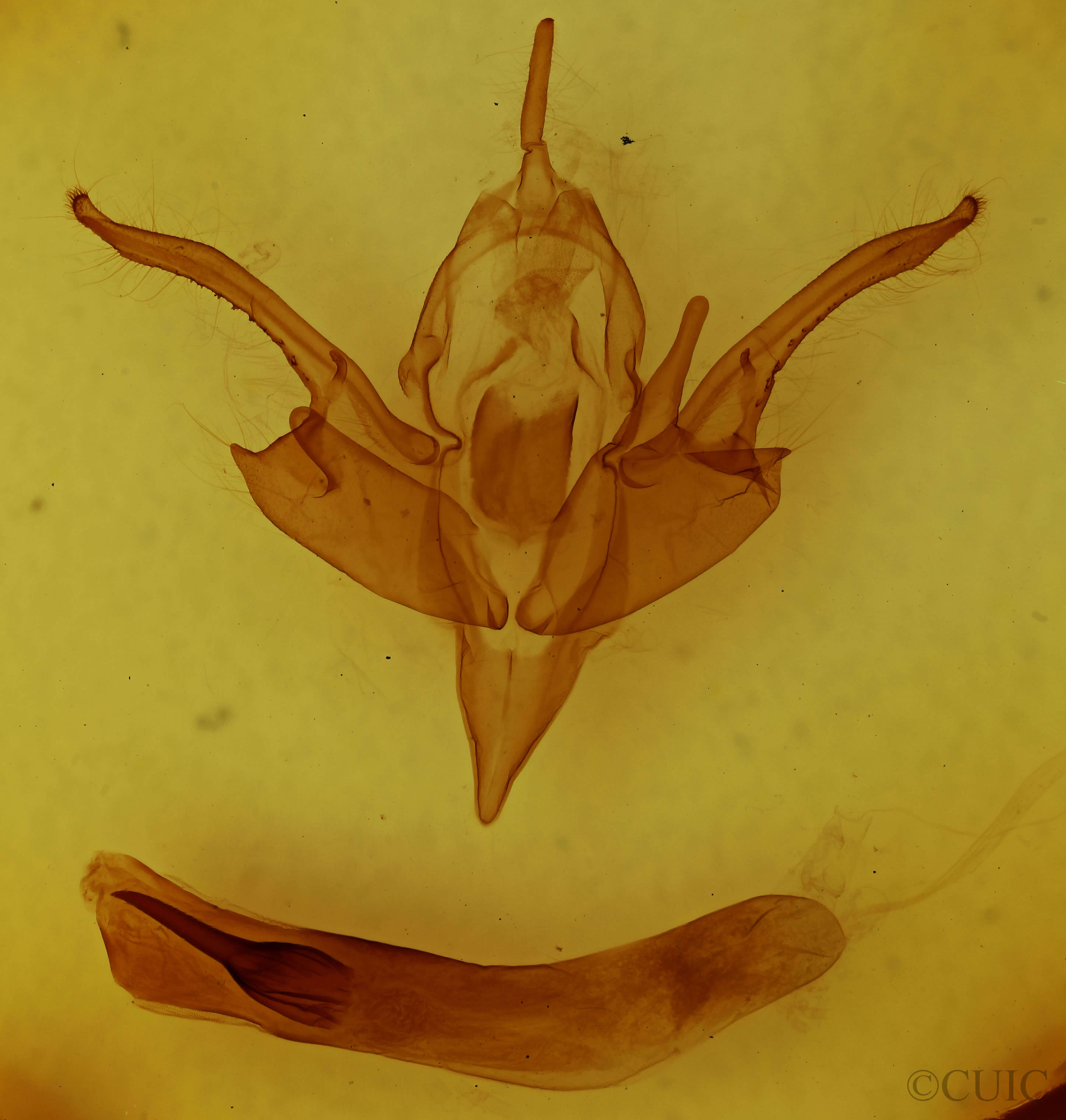 genitalia view of adult Chaetaglaea tremula