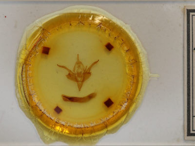 slide view of adult Chaetaglaea tremula