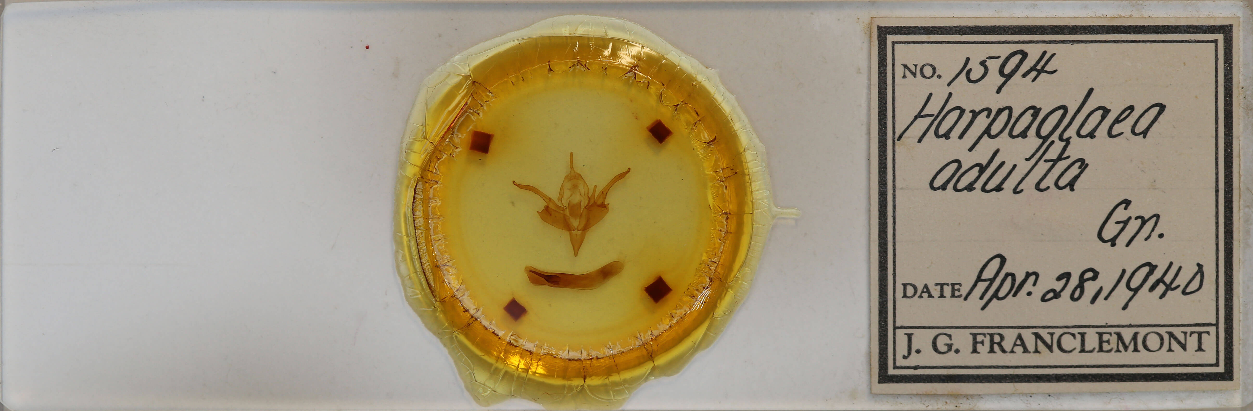 slide view of adult Chaetaglaea tremula