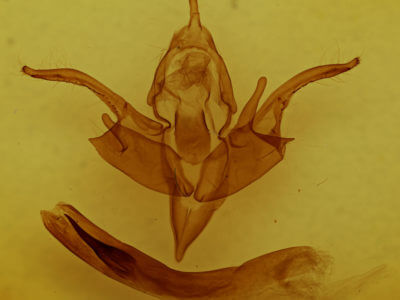 genitalia view of adult Chaetaglaea tremula