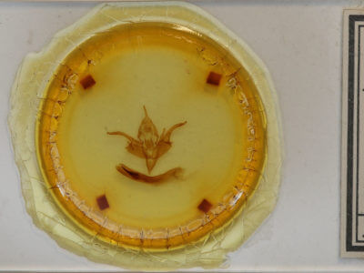 slide view of adult Chaetaglaea tremula