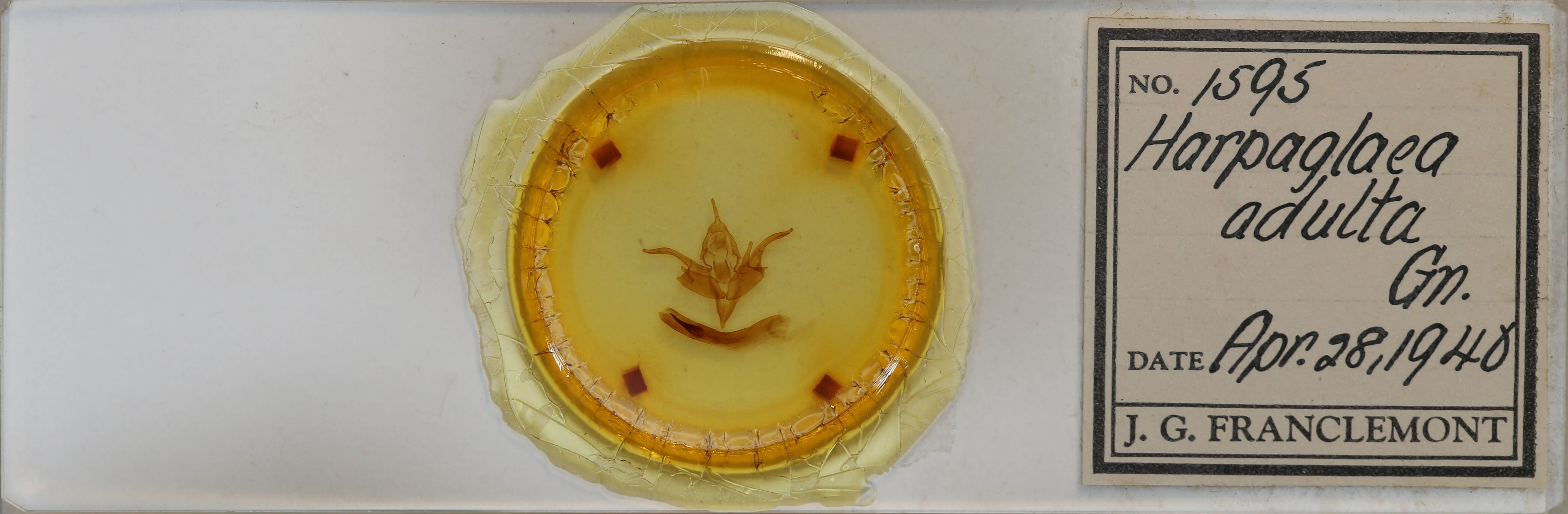 slide view of adult Chaetaglaea tremula