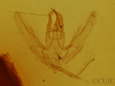 genitalia view of adult Chlorochlamys chloroleucaria