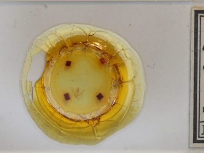 slide view of adult Chlorochlamys chloroleucaria