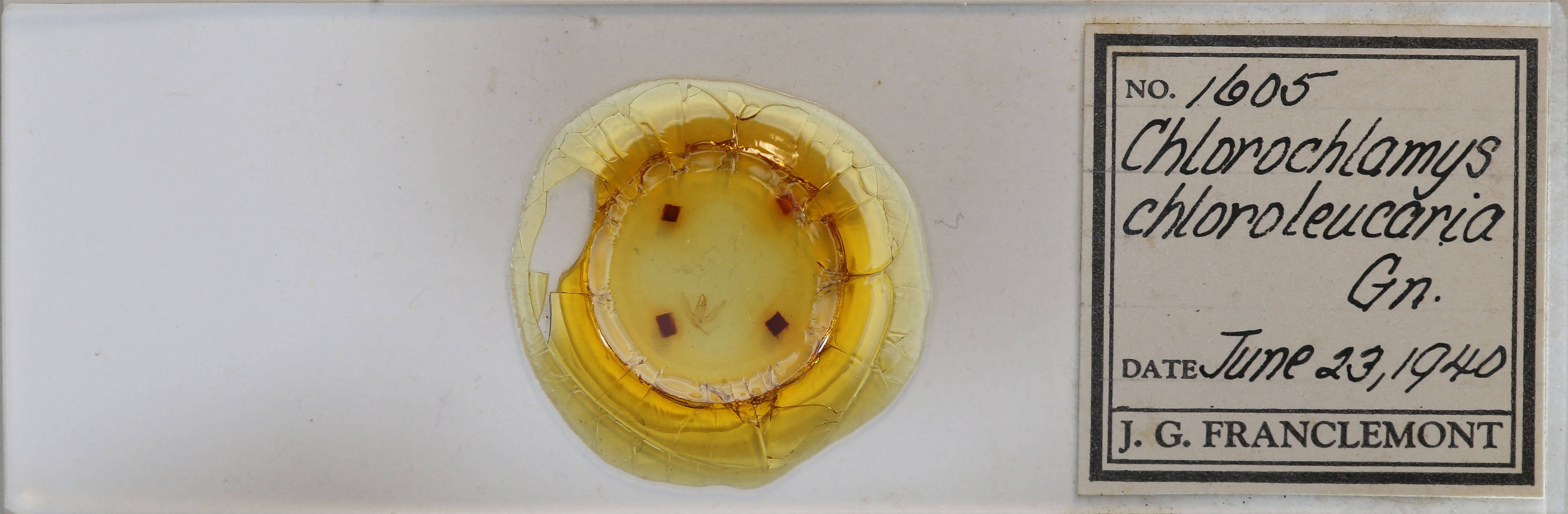 slide view of adult Chlorochlamys chloroleucaria