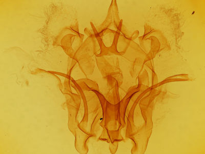 genitalia view of adult Cicinnus melsheimeri