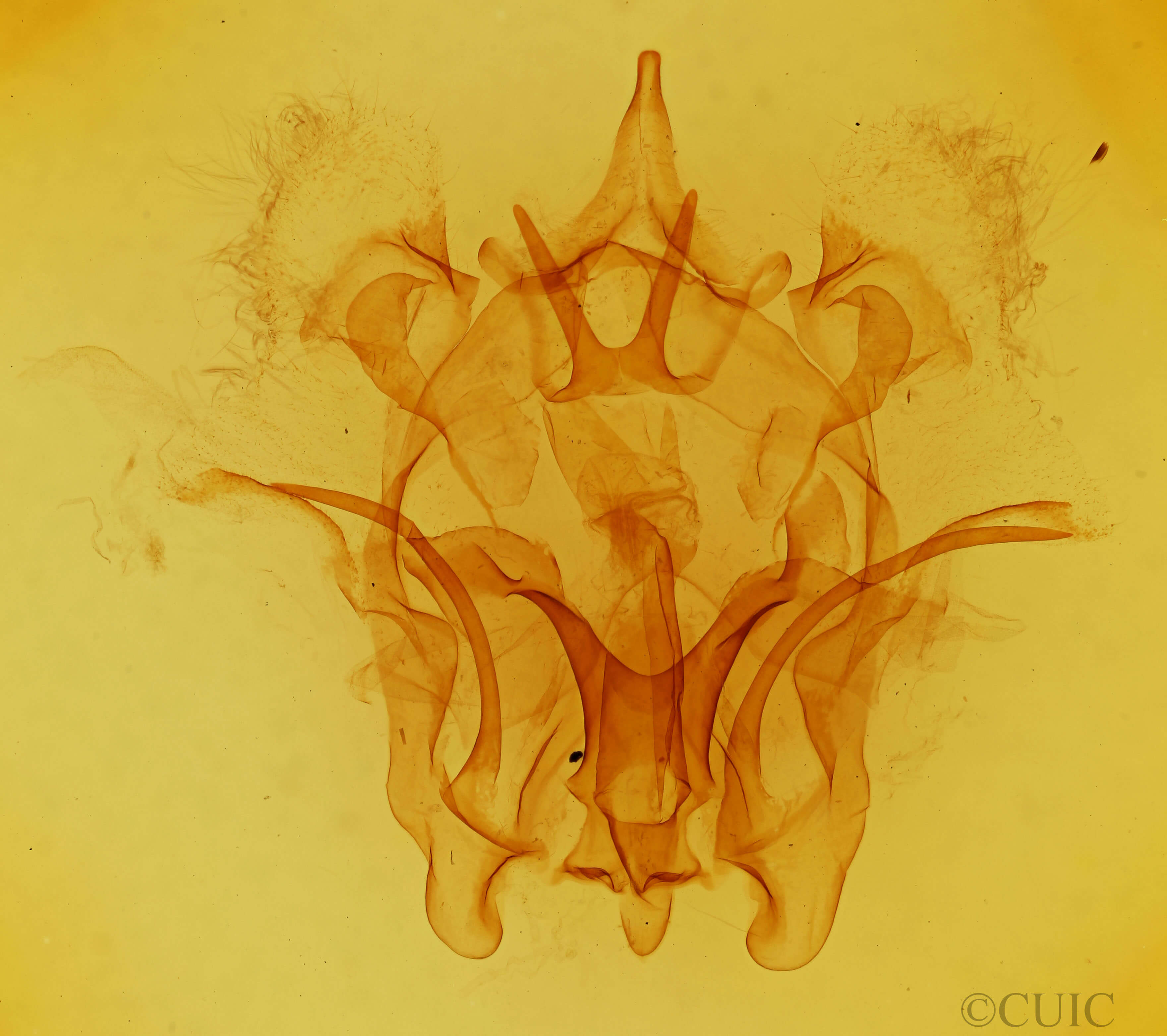 genitalia view of adult Cicinnus melsheimeri