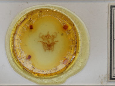 slide view of adult Cicinnus melsheimeri