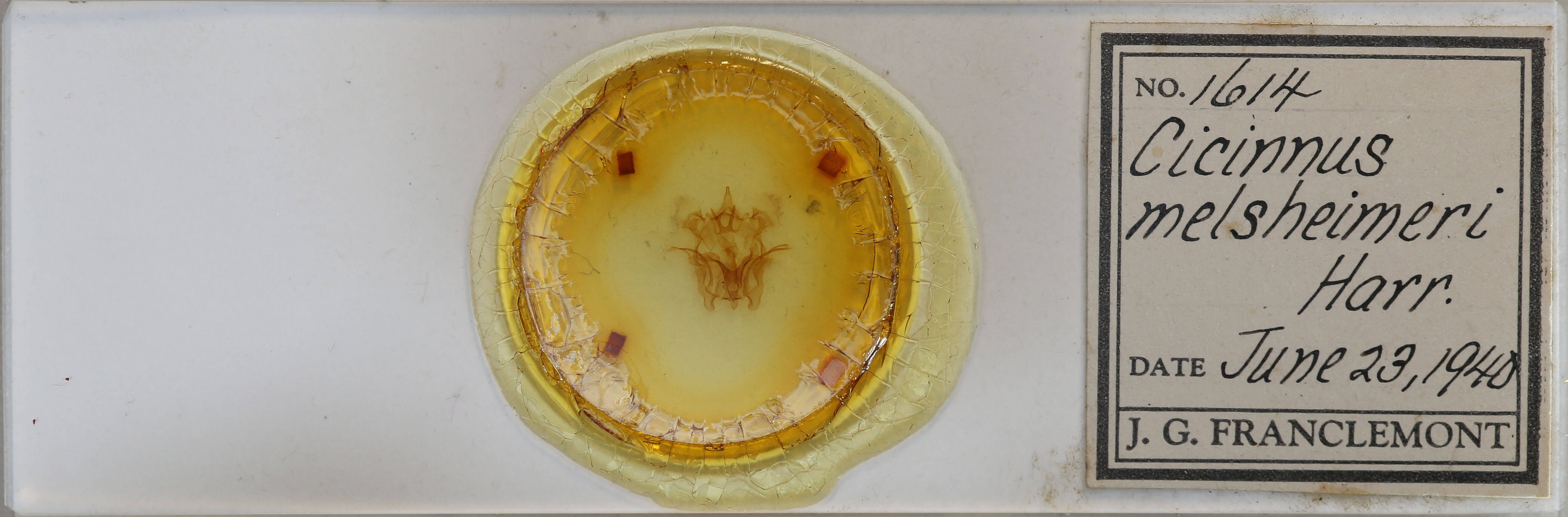 slide view of adult Cicinnus melsheimeri