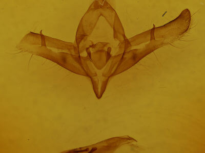 genitalia view of adult Copicucullia