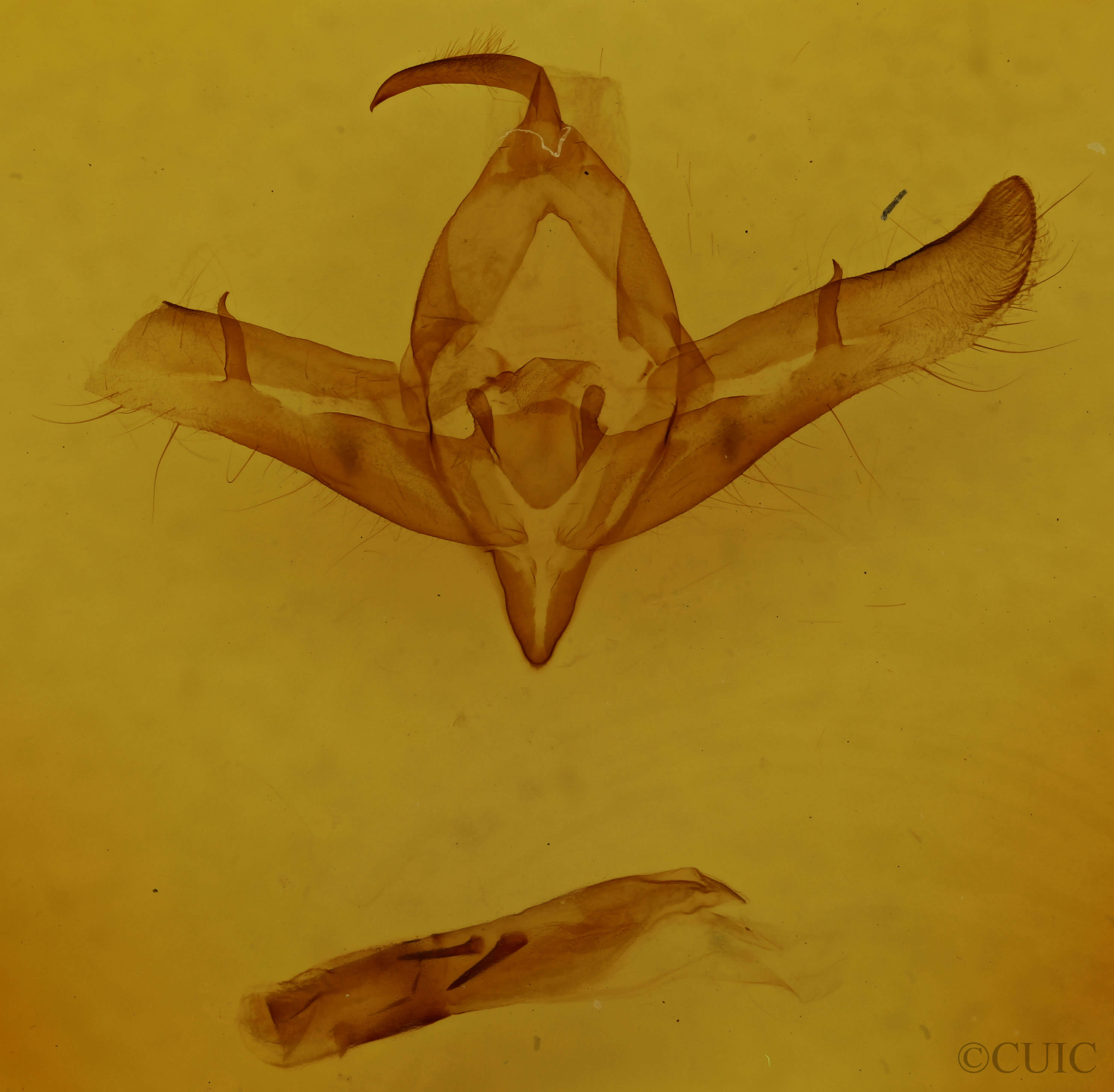 genitalia view of adult Copicucullia