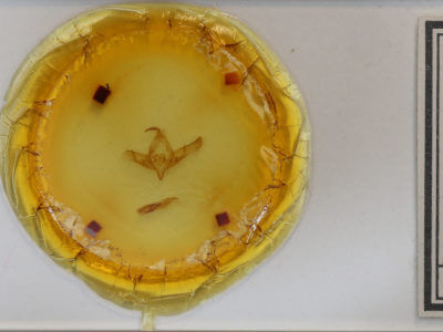 slide view of adult Copicucullia