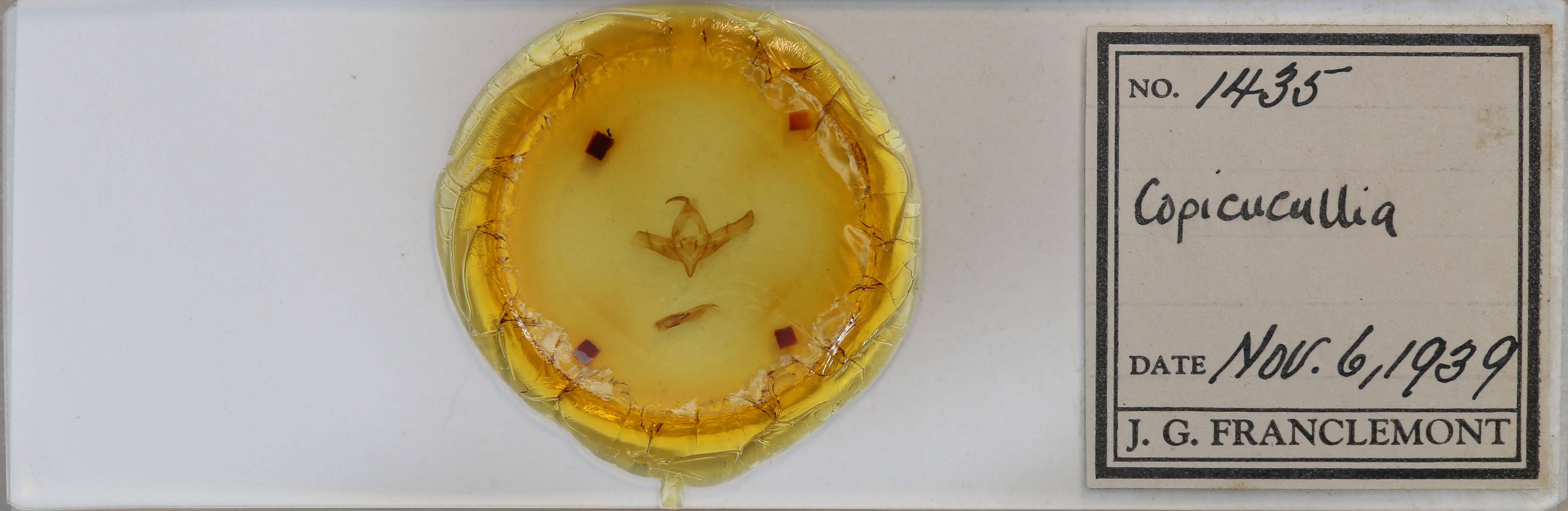 slide view of adult Copicucullia