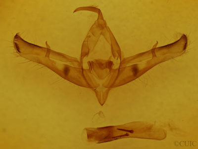 genitalia view of adult Copicucullia