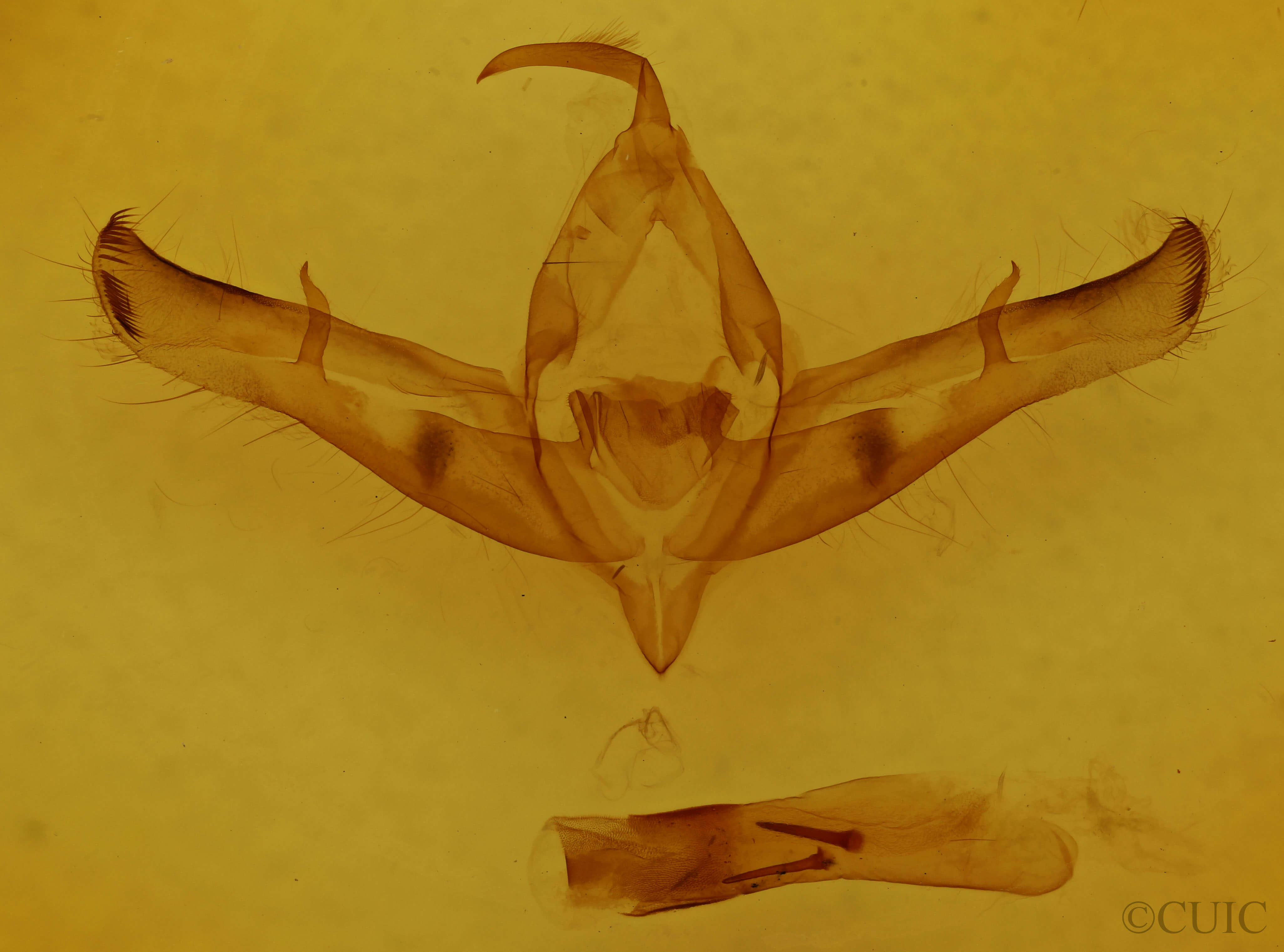 genitalia view of adult Copicucullia