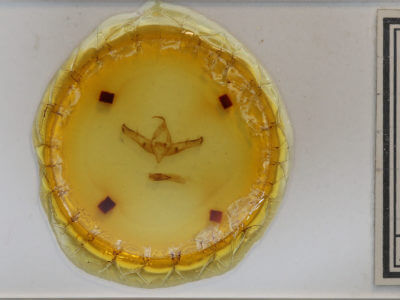 slide view of adult Copicucullia