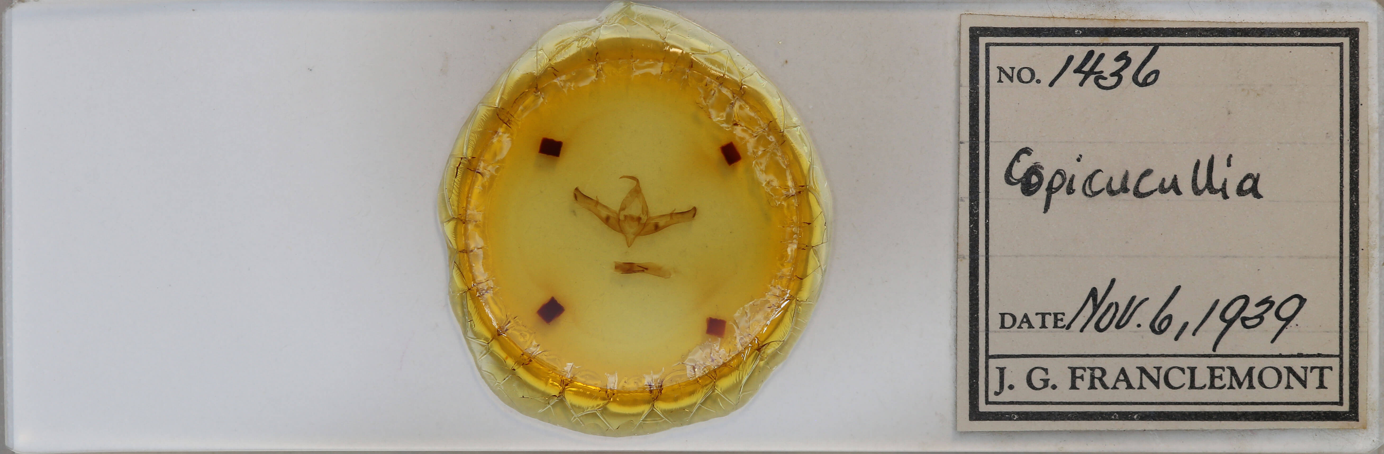 slide view of adult Copicucullia