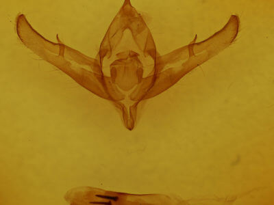genitalia view of adult Copicucullia