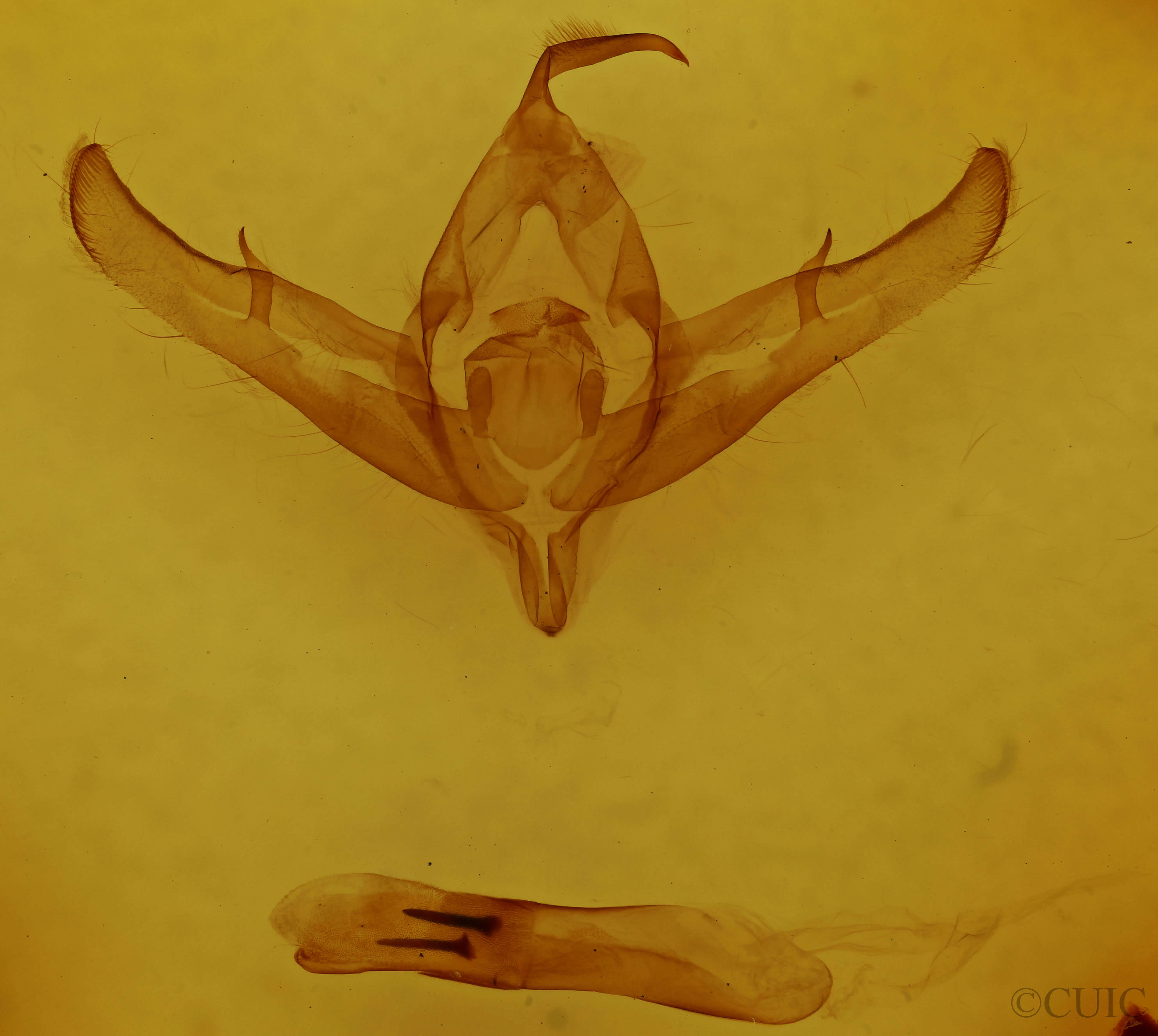 genitalia view of adult Copicucullia