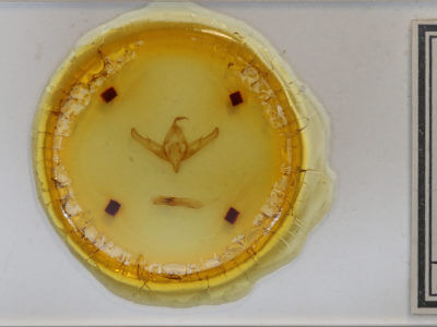 slide view of adult Copicucullia