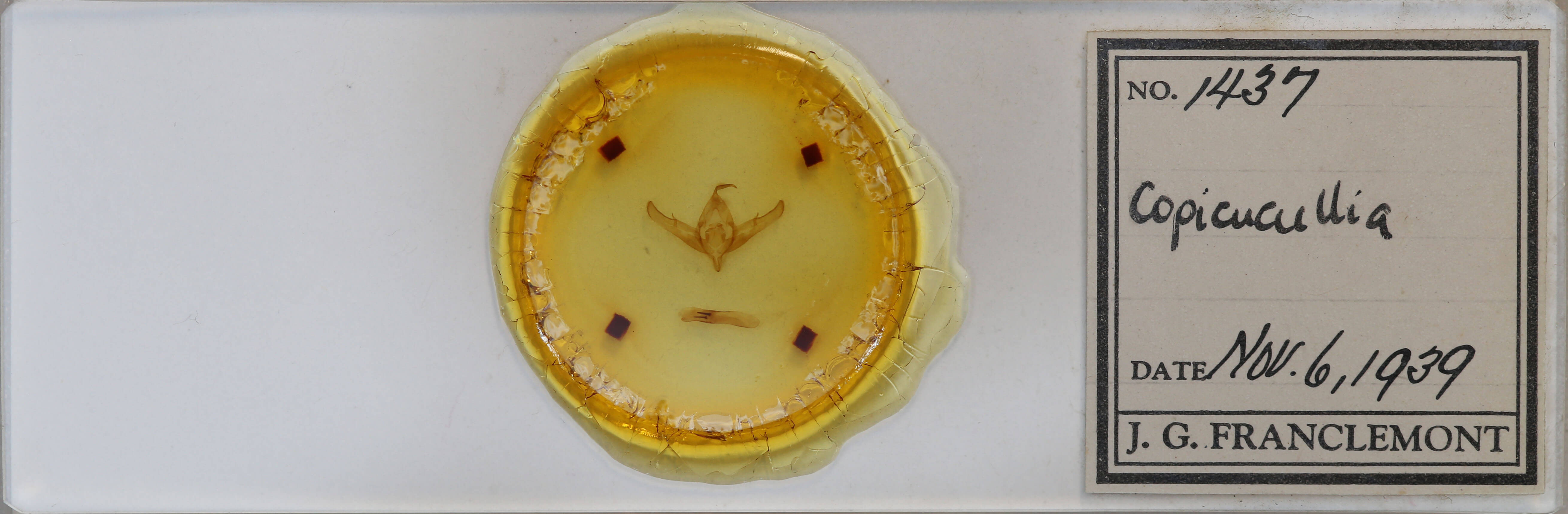 slide view of adult Copicucullia