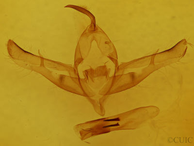 genitalia view of adult Copicucullia