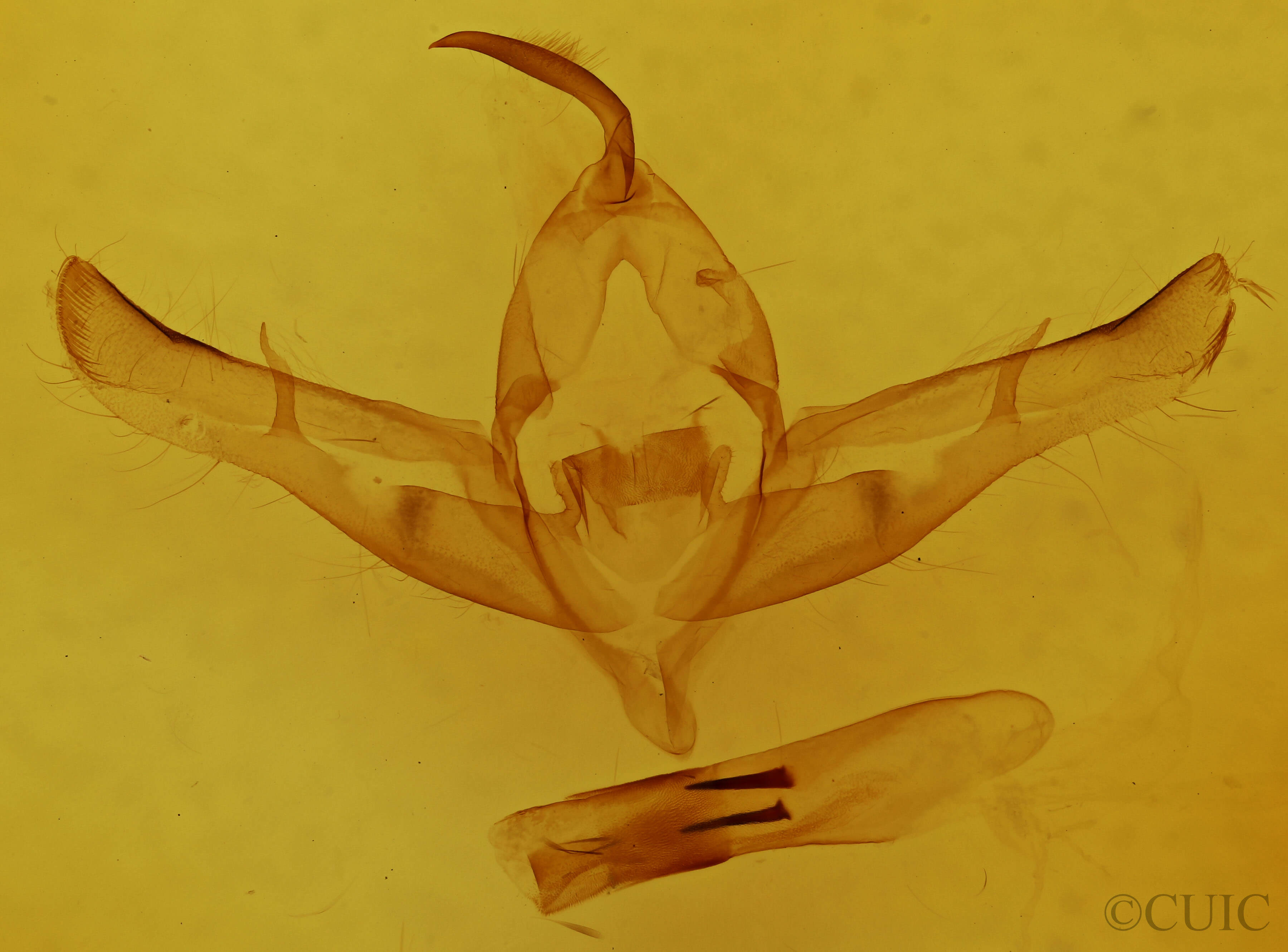 genitalia view of adult Copicucullia