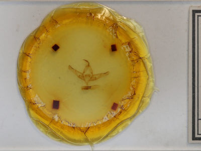 slide view of adult Copicucullia