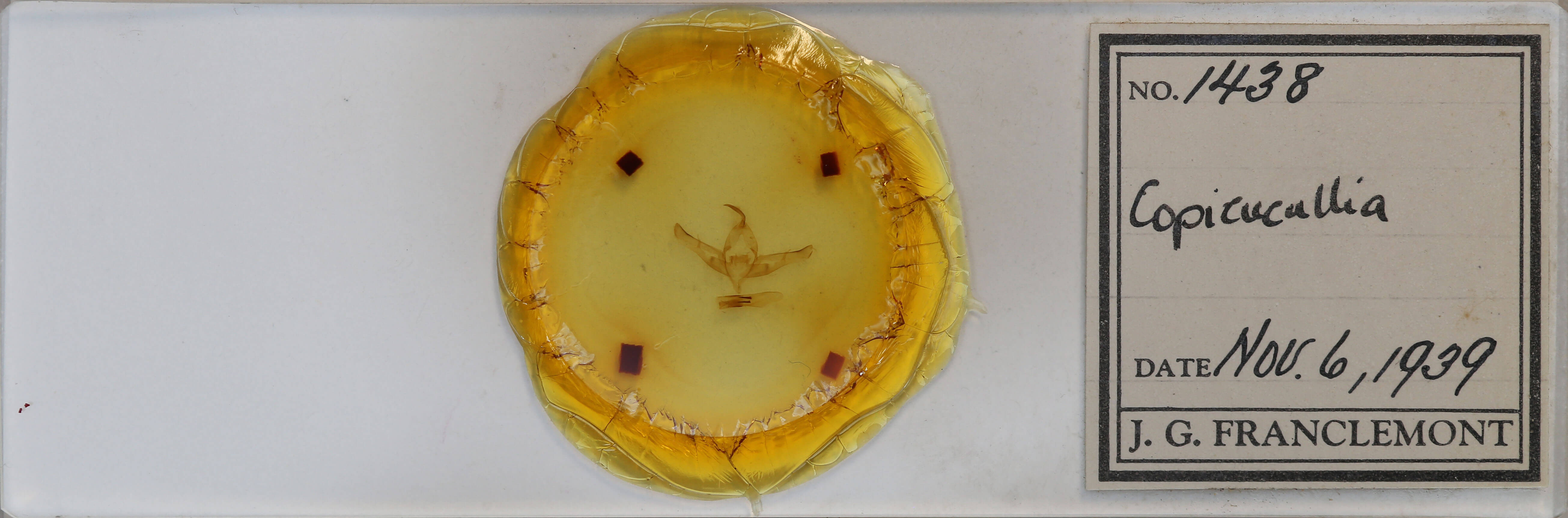 slide view of adult Copicucullia