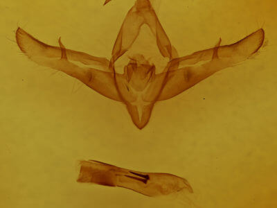 genitalia view of adult Copicucullia