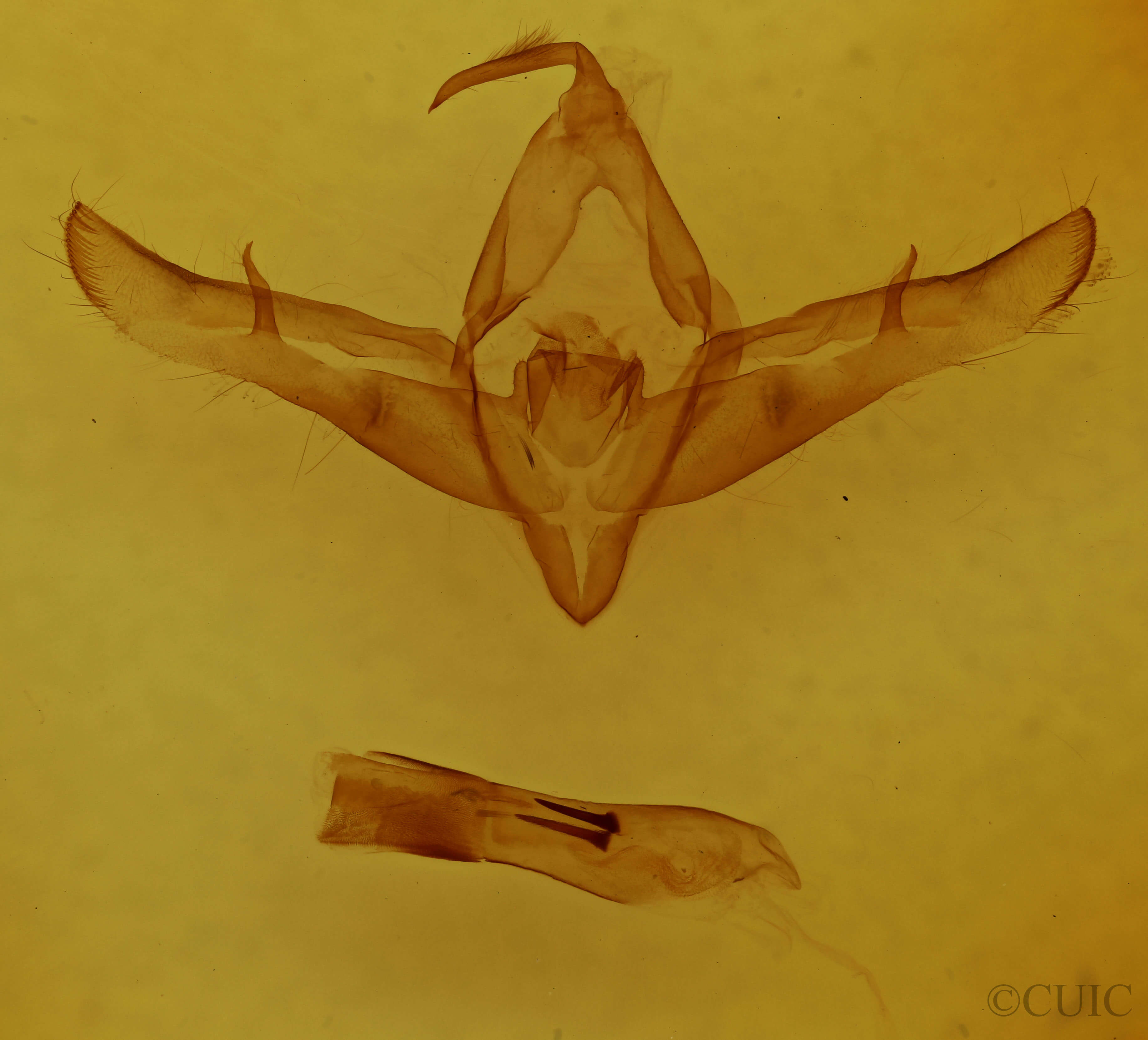 genitalia view of adult Copicucullia