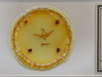 slide view of adult Copicucullia